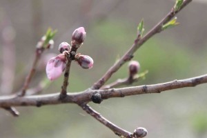 2014年3月31日桃の花