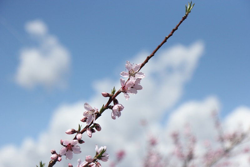 2014年4月4日現在、山梨市の桃の花開花情報