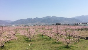 2014年4月8日桃の花開花風景