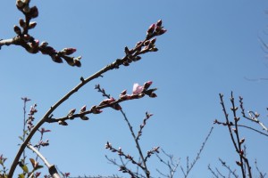 2015年3月26日山梨県桃の花開花状況