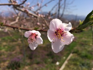2015年3月30日笛吹市の桃の花の開花状況