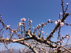2015年3月30日笛吹市の桃の花の開花状況全体