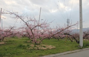 2015年4月1日笛吹市春日居町周辺の桃の花開花状況