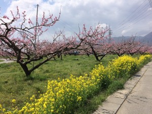 2015年4月3日山梨市周辺桃の花開花状況
