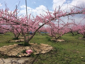 2015年4月3日山梨市周辺桃の花開花状況その2