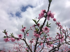 2015年4月9日桃の花開花状況
