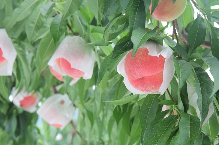 山梨県甲州市勝沼で桃食べ放題ができる農園まとめ
